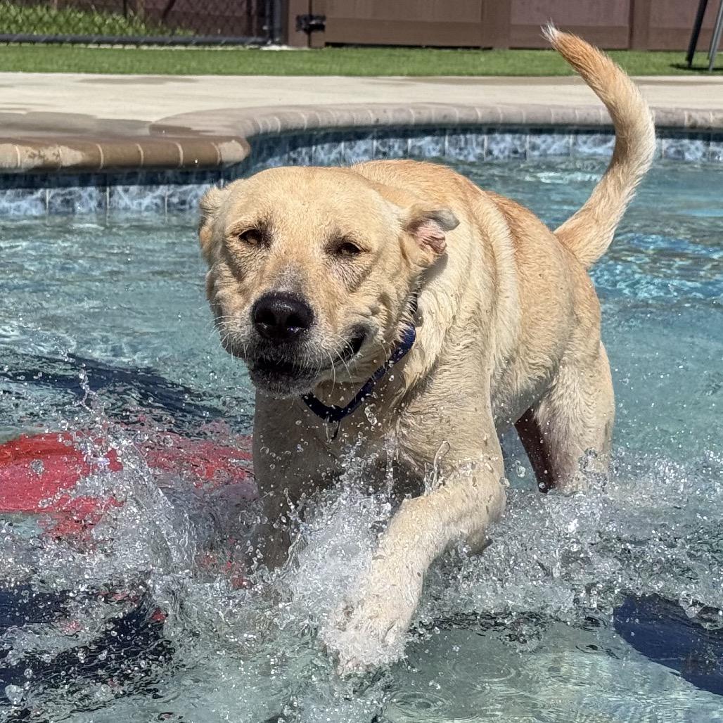 Enlarge Bingo, a Adoptable mixed breed in Bradenton, FL image 2/5