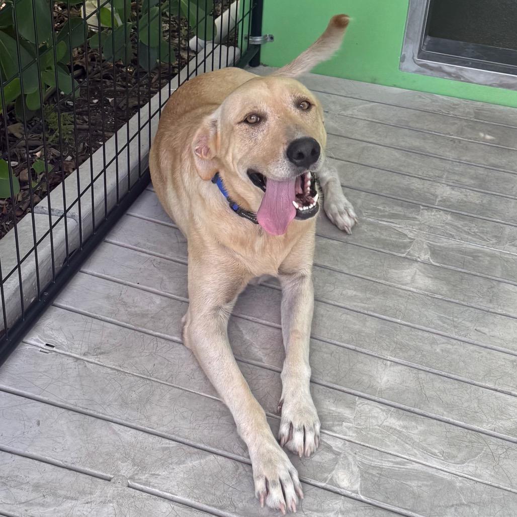 Enlarge Bingo, a Adoptable mixed breed in Bradenton, FL image 3/5