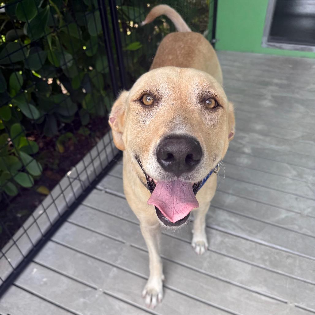 Enlarge Bingo, a Adoptable mixed breed in Bradenton, FL image 4/5