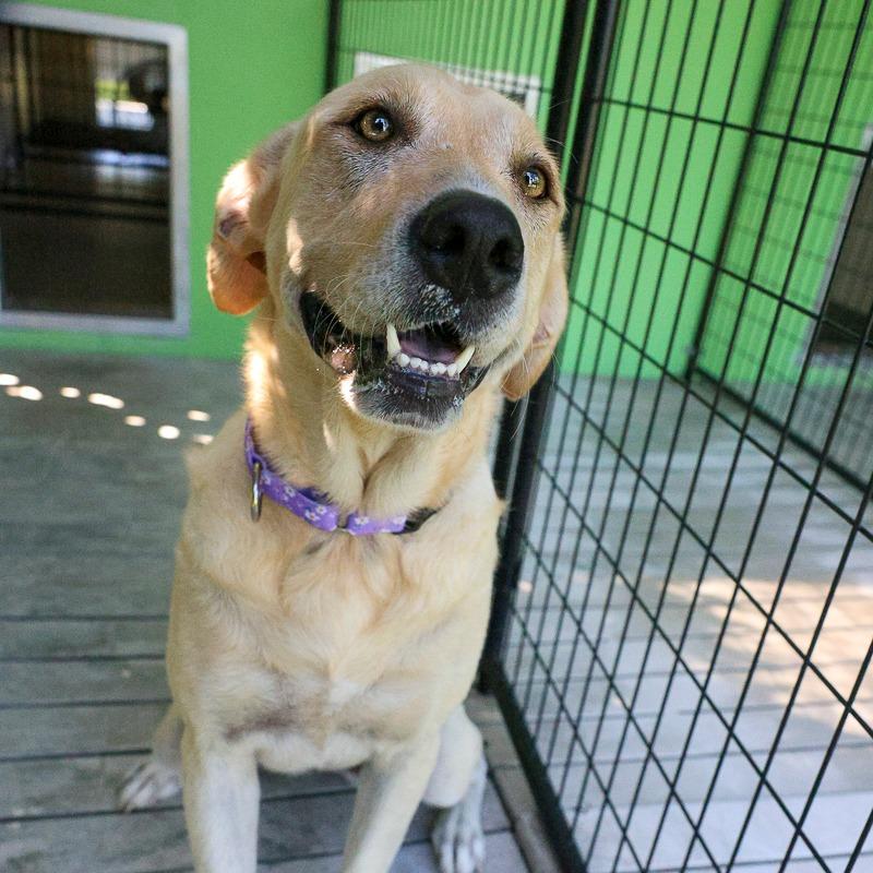 Enlarge Bingo, a Adoptable mixed breed in Bradenton, FL image 5/5
