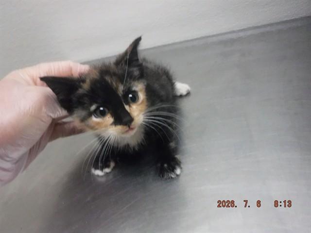 Enlarge HELAENA, a Adoptable Domestic Short Hair in Oroville, CA image 1/1