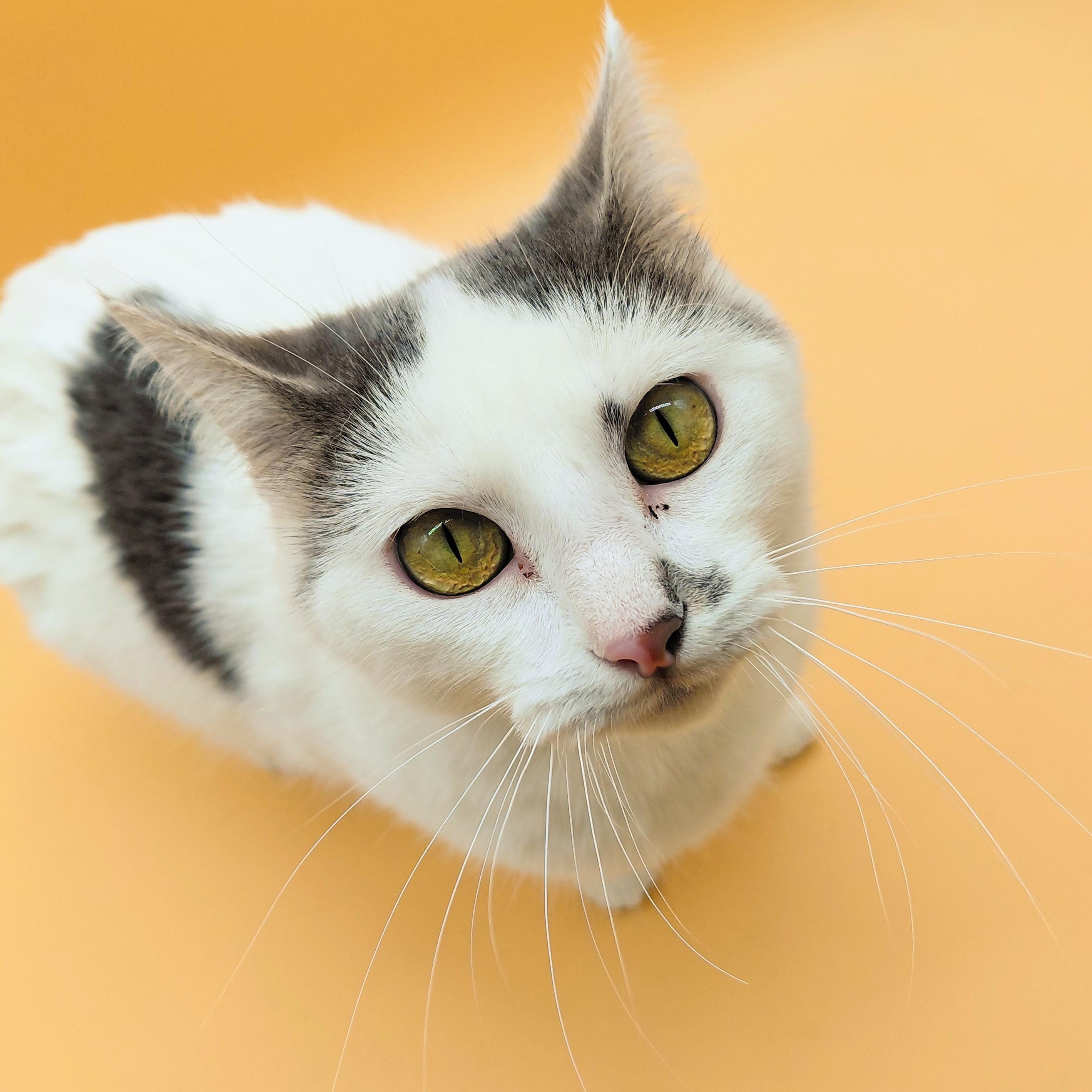 Avon — thumbnail 3