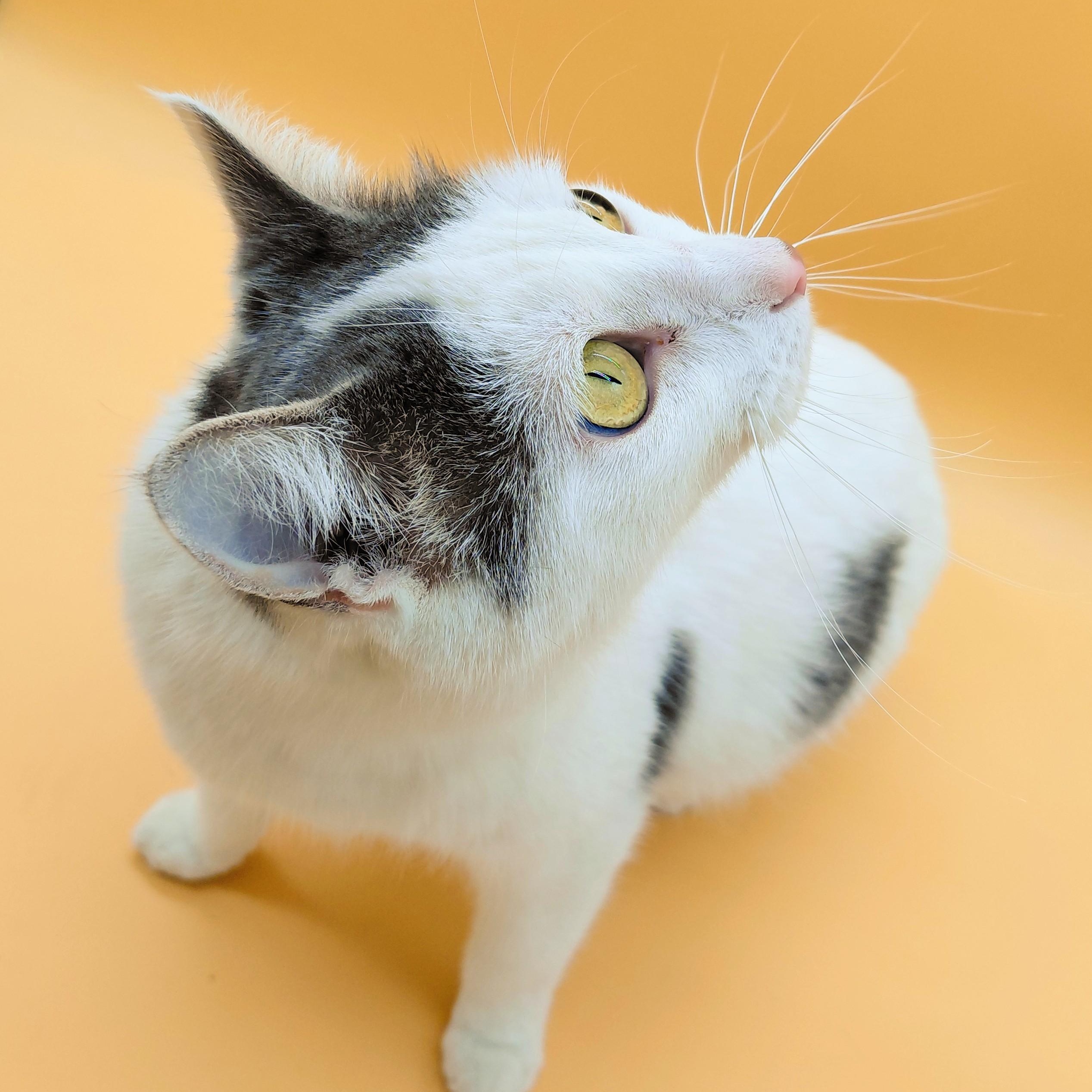 Avon — thumbnail 6