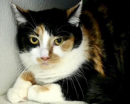 Spotty, Adoptable, Young Female Domestic Long Hair.