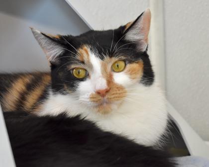 Spotty, Adoptable, Young Female Domestic Long Hair.