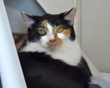 Enlarge Spotty, a Adoptable Domestic Long Hair in West Seneca, NY image 2/3