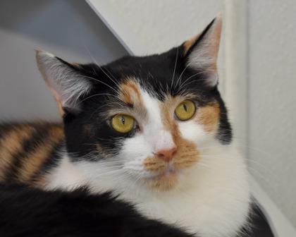 Enlarge Spotty, a Adoptable Domestic Long Hair in West Seneca, NY image 3/3