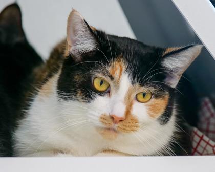 Enlarge Spotty, a Adoptable Domestic Long Hair in West Seneca, NY image 2/3