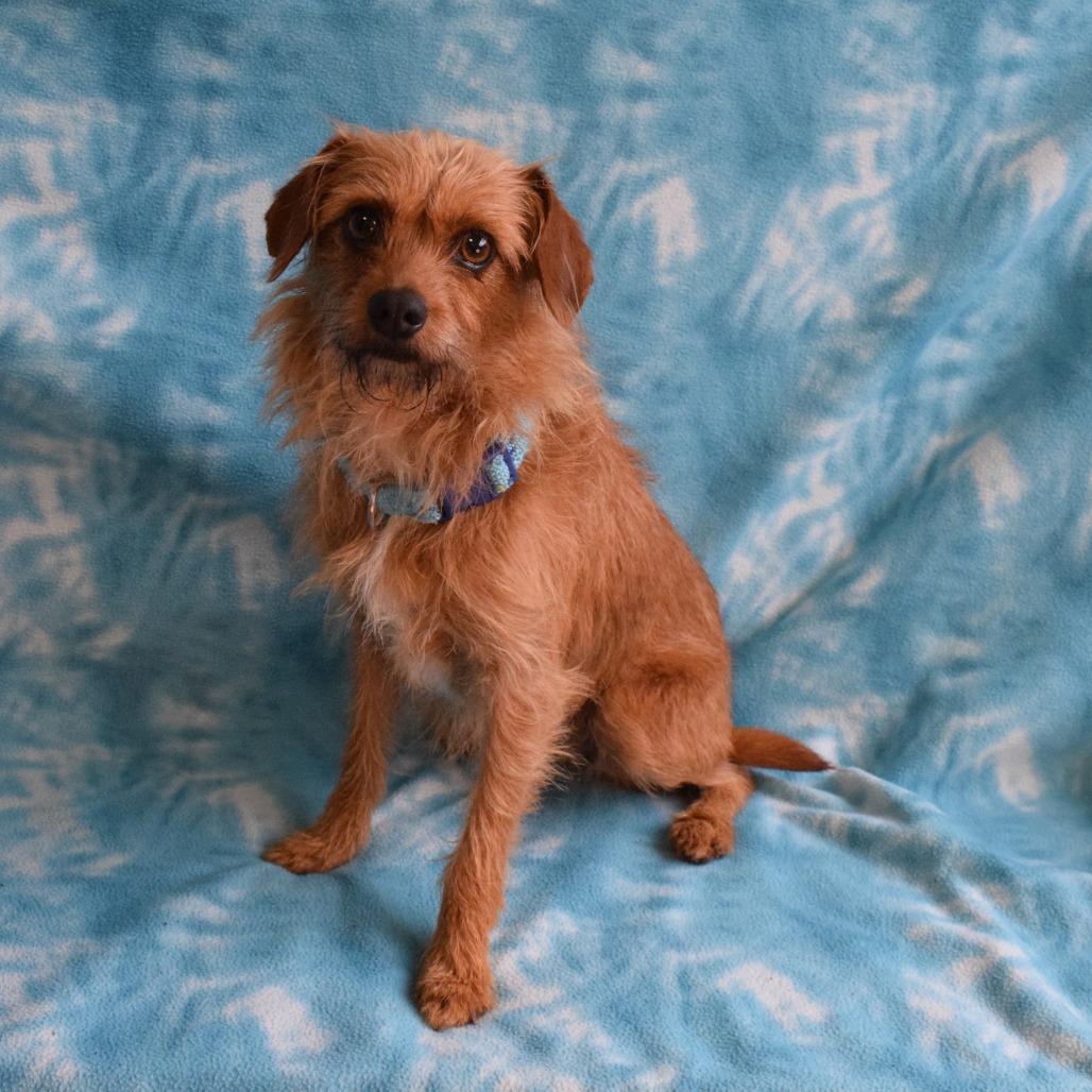 Enlarge Anna, a Adoptable Terrier in Eureka, CA image 1/3