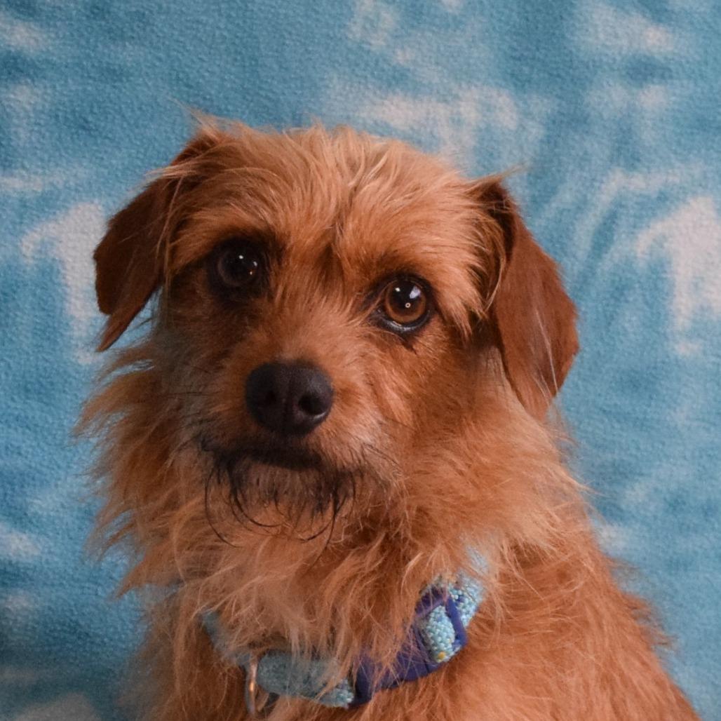 Enlarge Anna, a Adoptable Terrier in Eureka, CA image 2/3