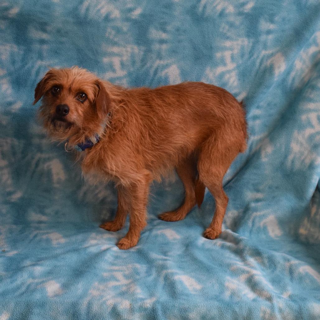 Enlarge Anna, a Adoptable Terrier in Eureka, CA image 3/3