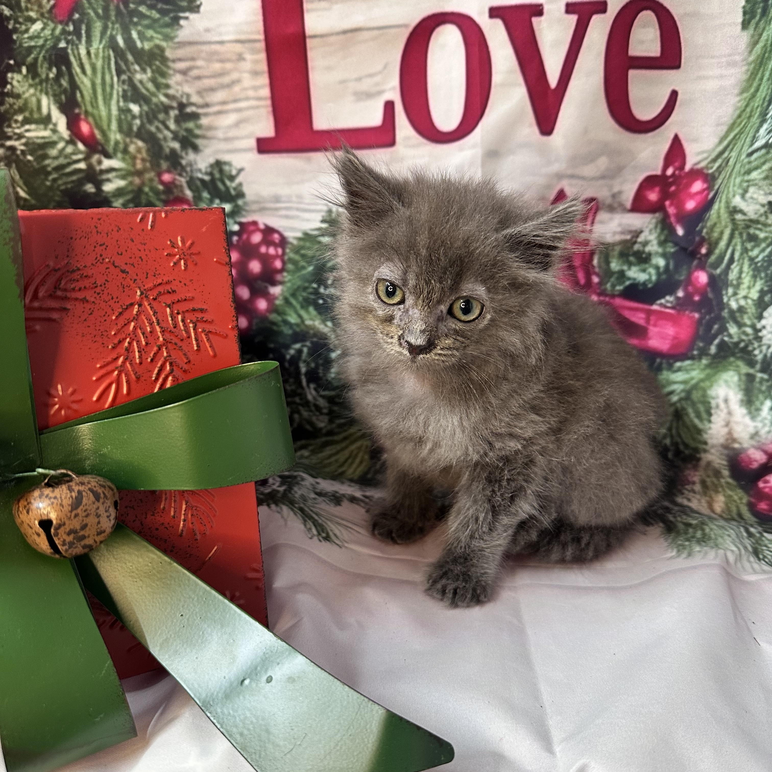 Snowflake thumbnail 4