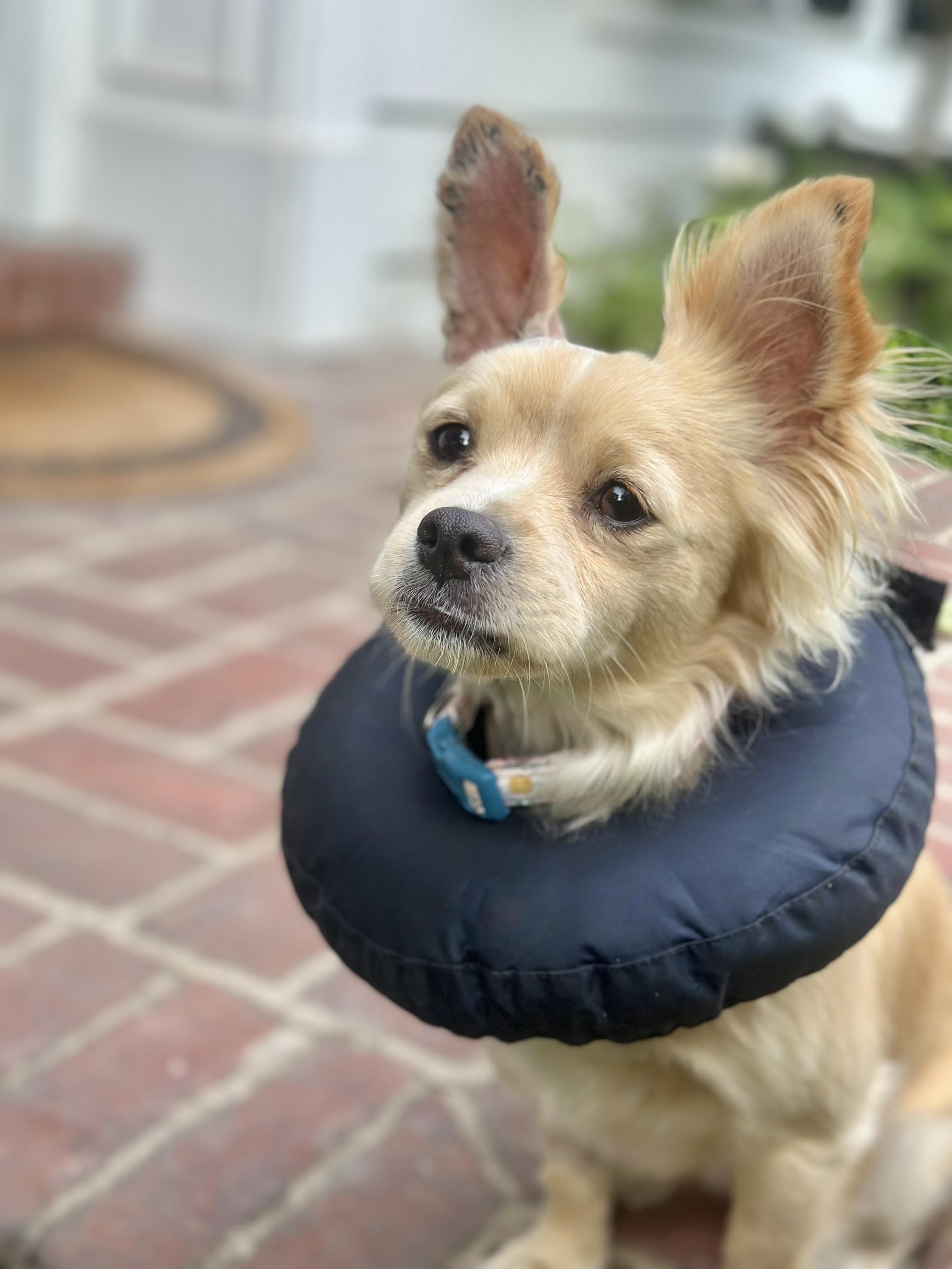 Calamari, an adoptable Pomeranian, Papillon in Los Angeles, CA, 90035 | Photo Image 2