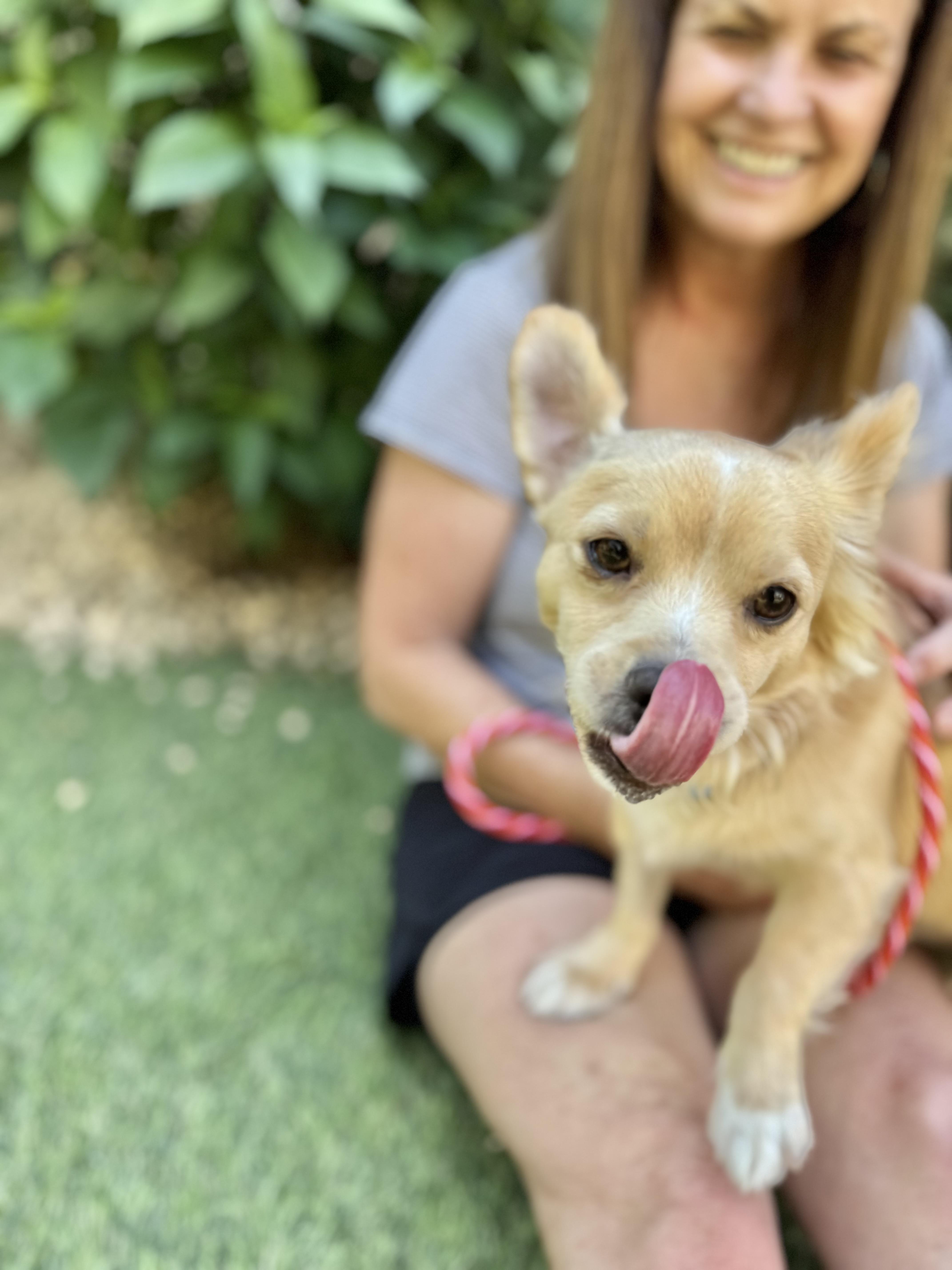Calamari, an adoptable Pomeranian, Papillon in Los Angeles, CA, 90035 | Photo Image 5
