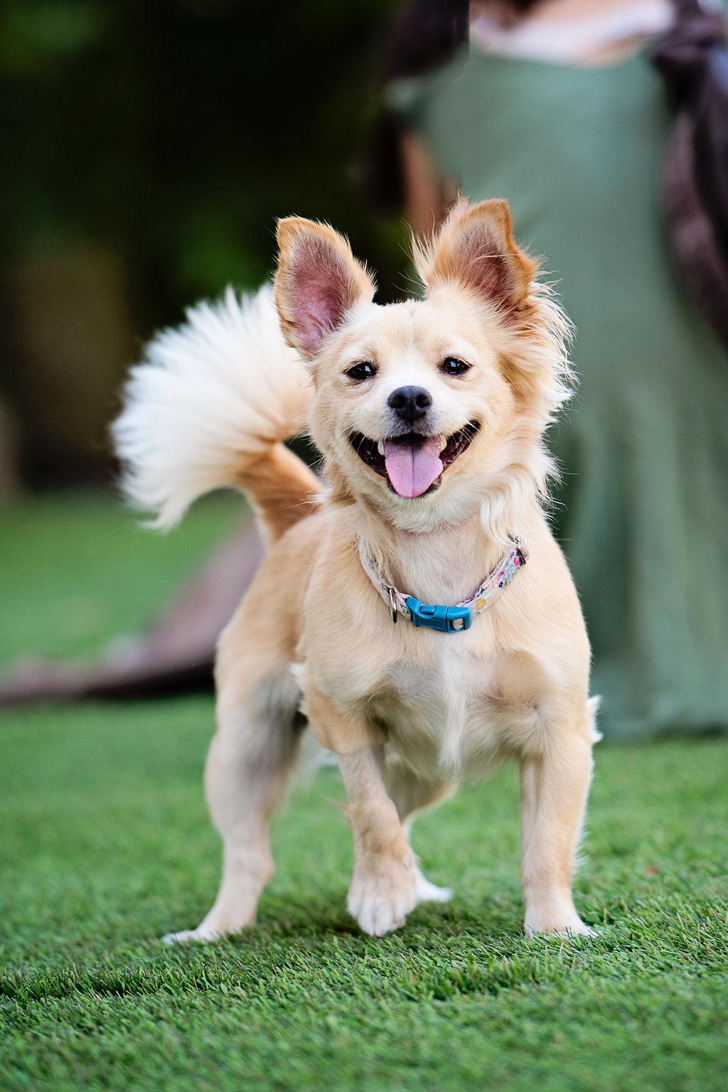 Calamari, an adoptable Pomeranian, Papillon in Los Angeles, CA, 90035 | Photo Image 3