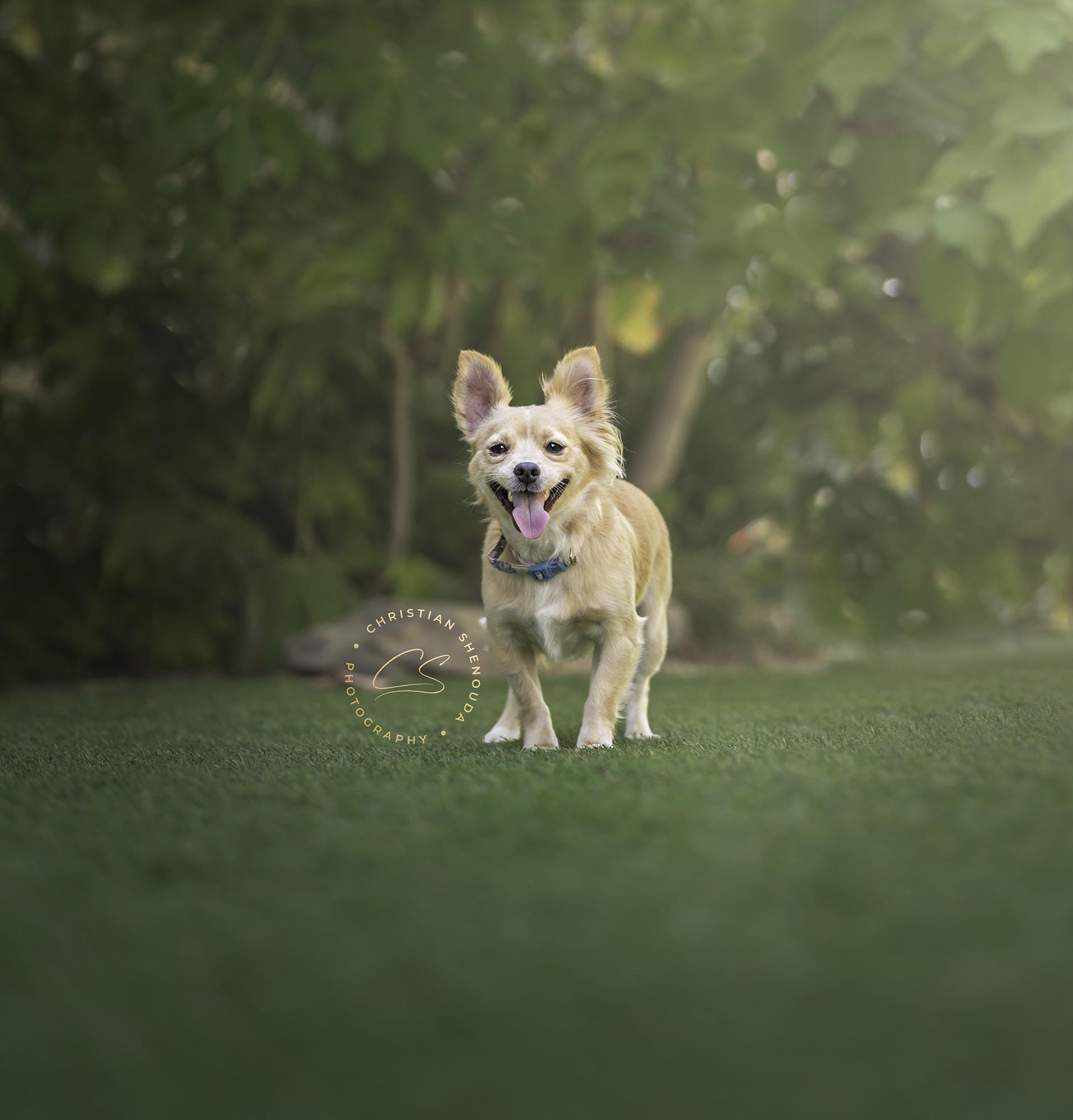 Calamari, an adoptable Pomeranian, Papillon in Los Angeles, CA, 90035 | Photo Image 1