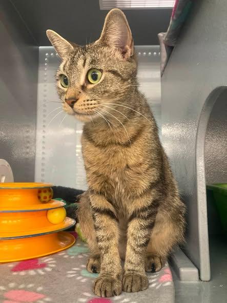 Enlarge May, a Adoptable mixed breed in Buffalo, NY image 4/4