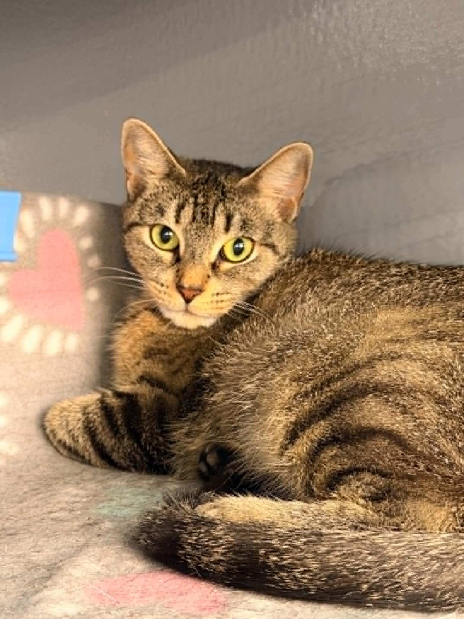 Enlarge May, a Adoptable mixed breed in Buffalo, NY image 3/4