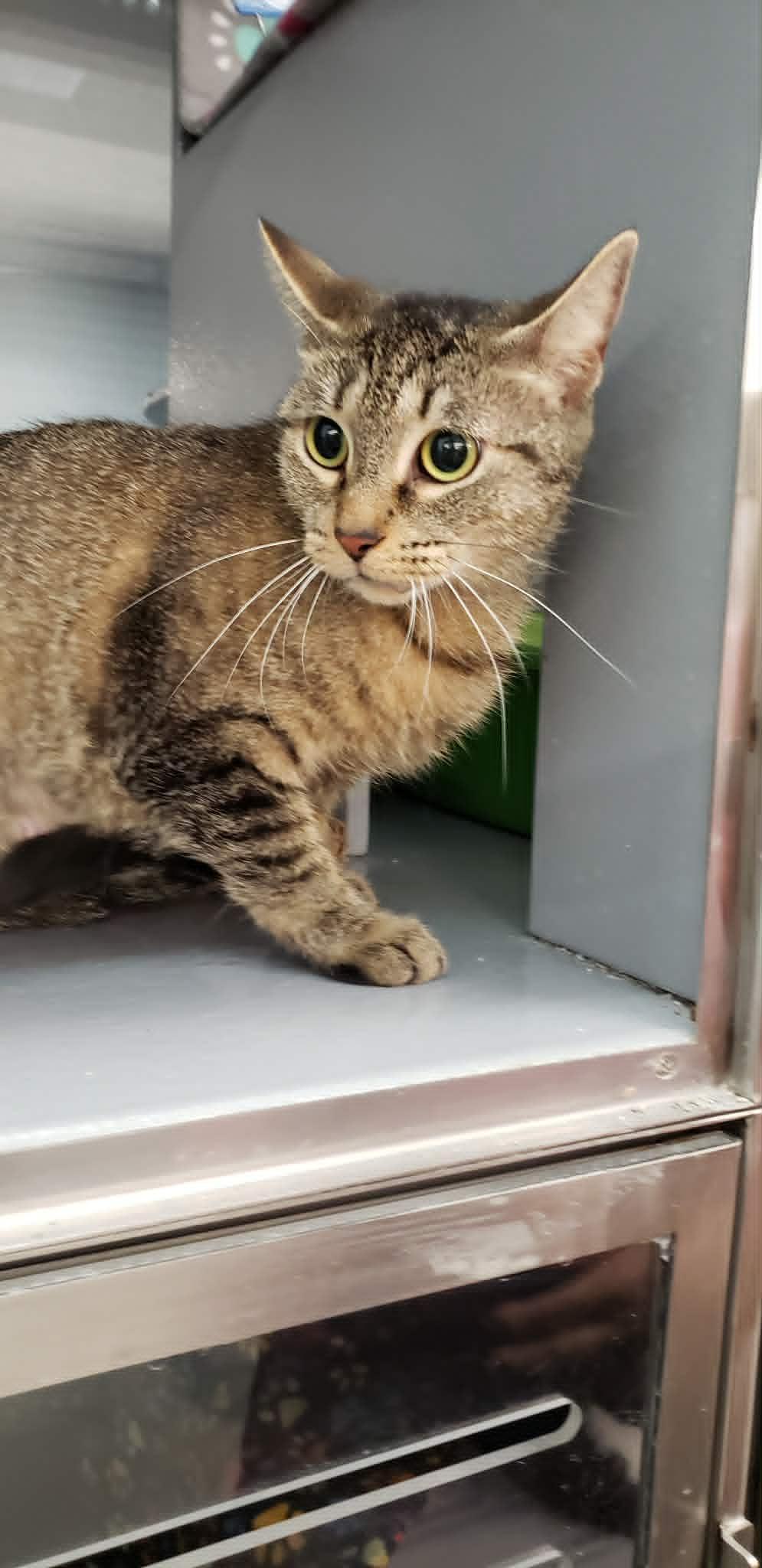 May, ADOPTABLE, Young Female Domestic Short Hair.