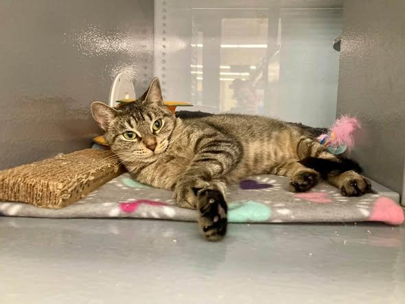 May, Adoptable, Young Female Domestic Short Hair.