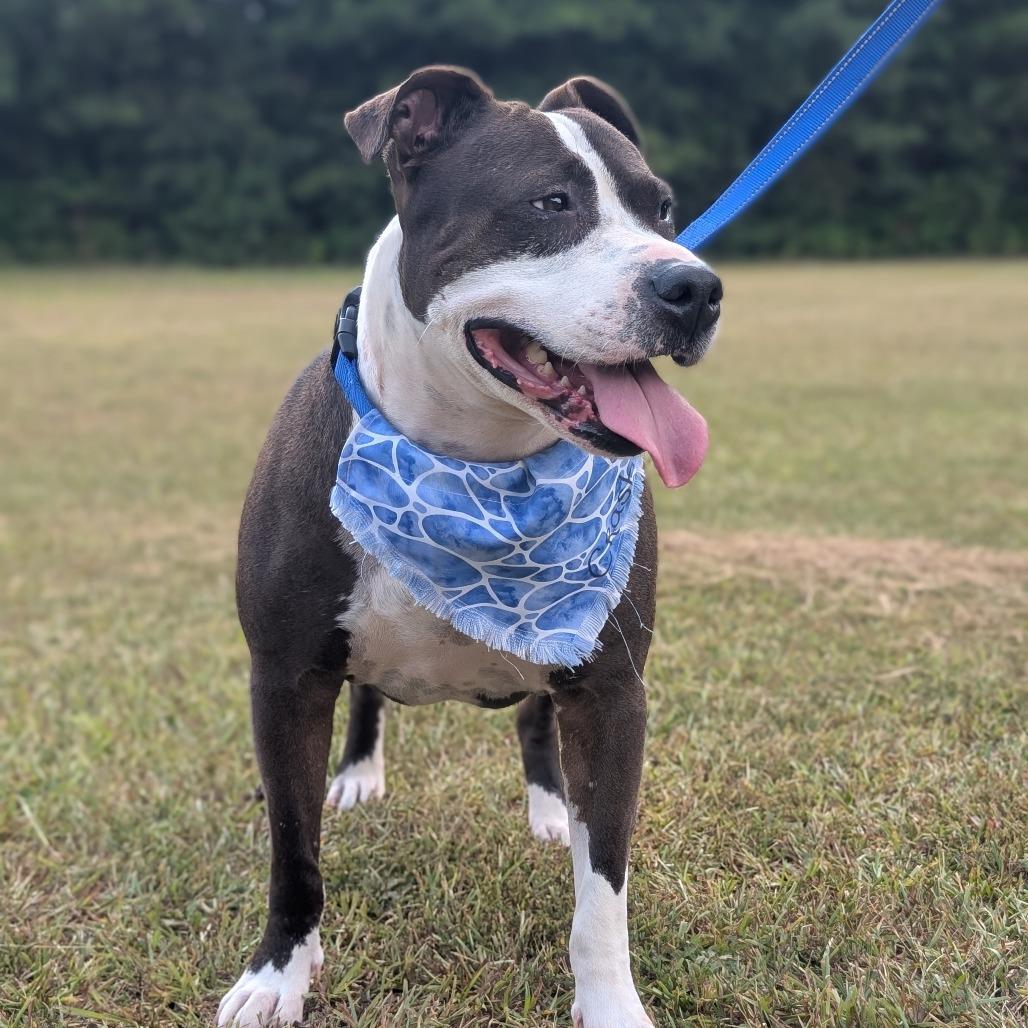 Enlarge Crash 07-1215, a Adoptable mixed breed in Tyrone, GA image 1/3