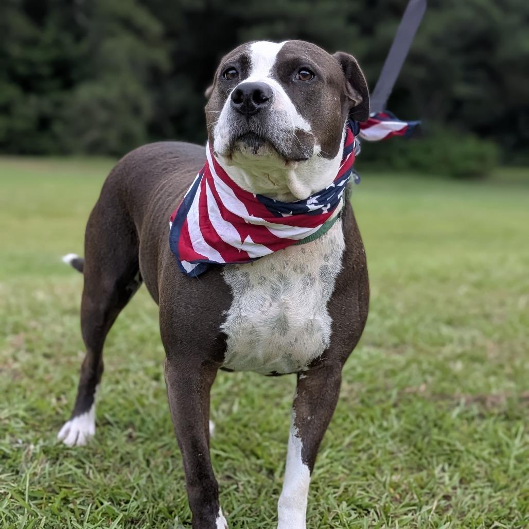 Crash 07-1215, a Adoptable mixed breed in Tyrone, GA image 3/6