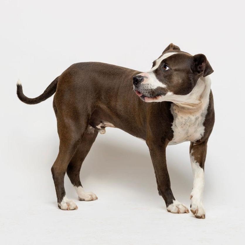 Crash 07-1215, a Adoptable mixed breed in Tyrone, GA image 3/6