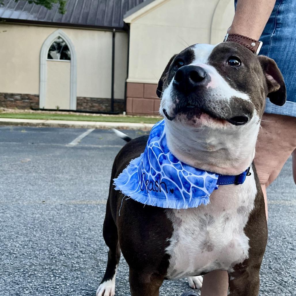 Enlarge Crash 07-1215, a Adoptable mixed breed in Tyrone, GA image 2/3