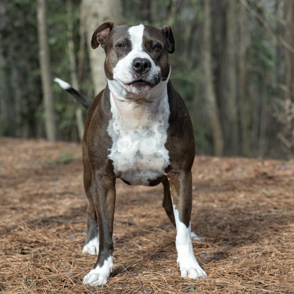 Crash 07-1215, a Adoptable mixed breed in Tyrone, GA image 4/5