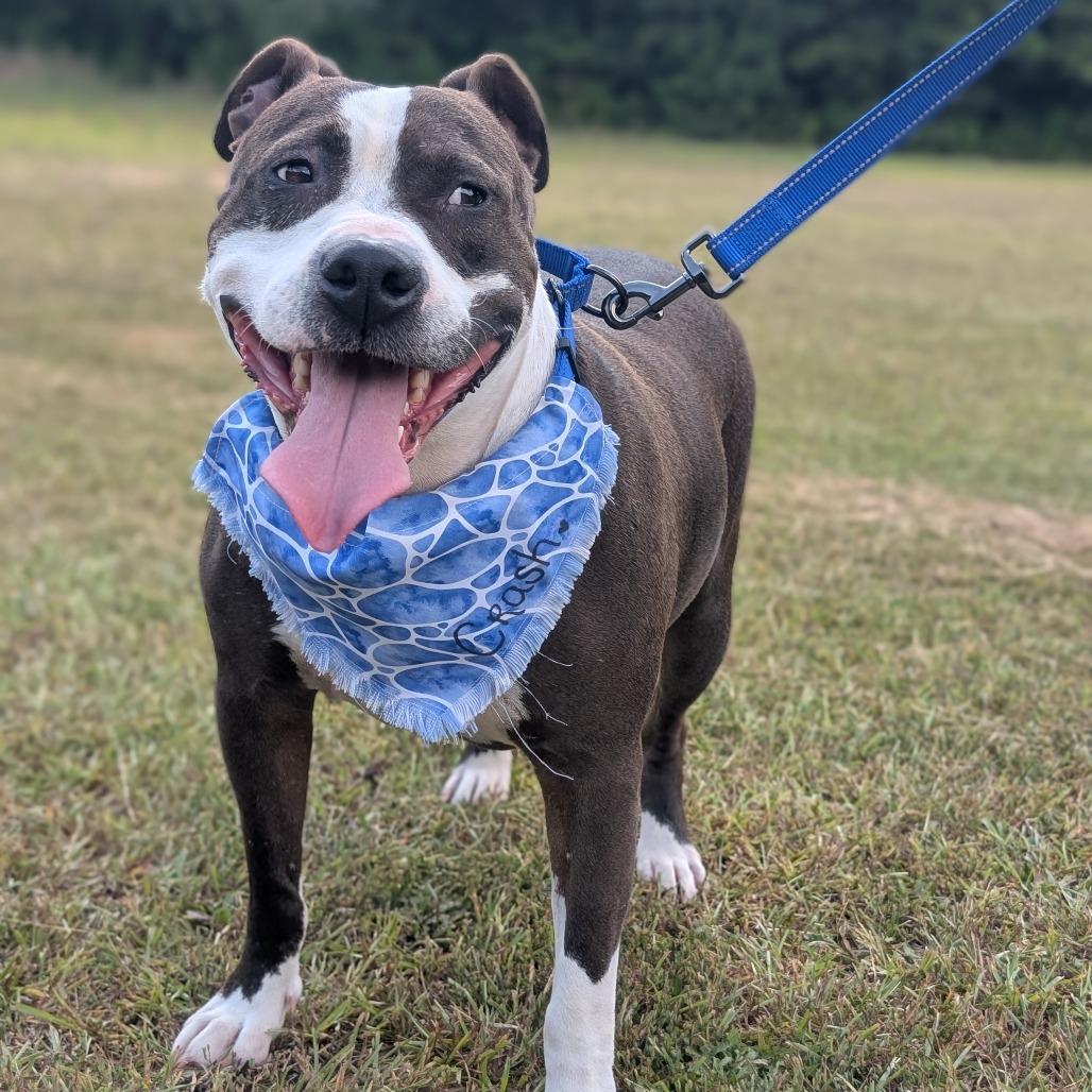 Enlarge Crash 07-1215, a Adoptable mixed breed in Tyrone, GA image 3/3