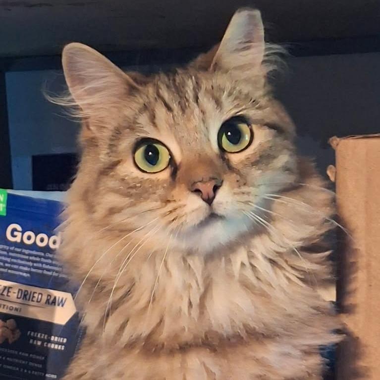 Aunt Gladys, Adoptable, Adult Female Domestic Medium Hair.