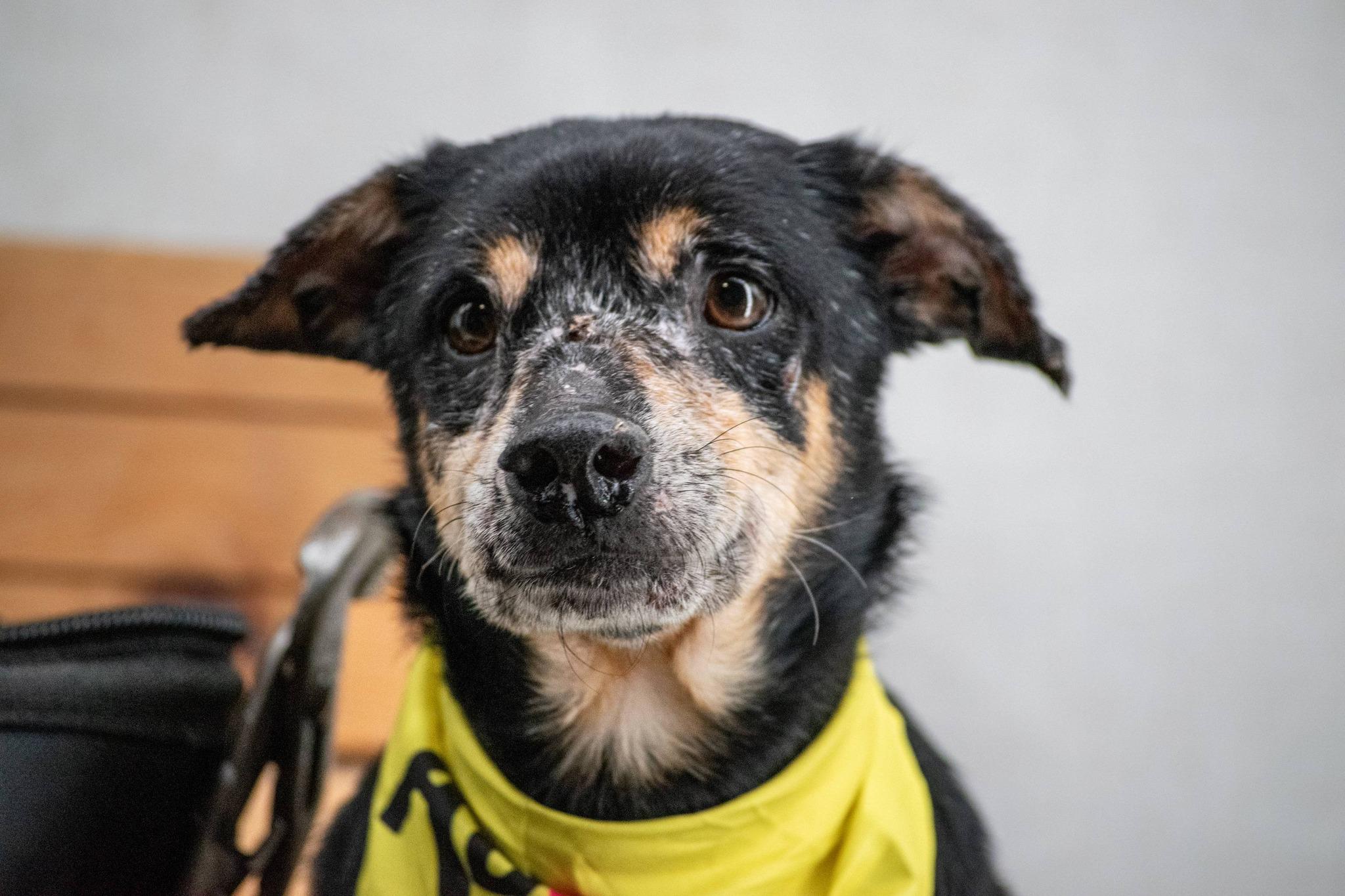 Enlarge Drill Bit, a ADOPTABLE mixed breed in Sevierville, TN image 3/4