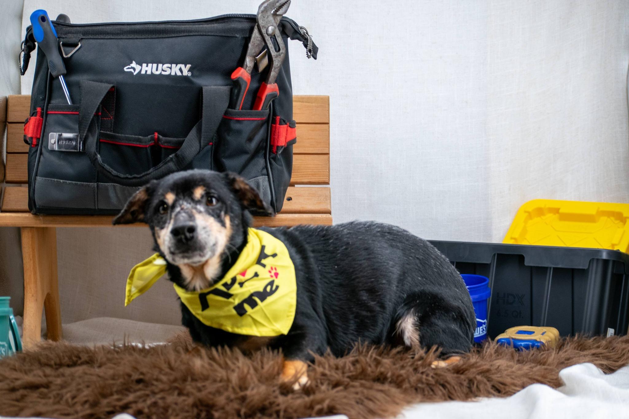 Enlarge Drill Bit, a ADOPTABLE mixed breed in Sevierville, TN image 4/4