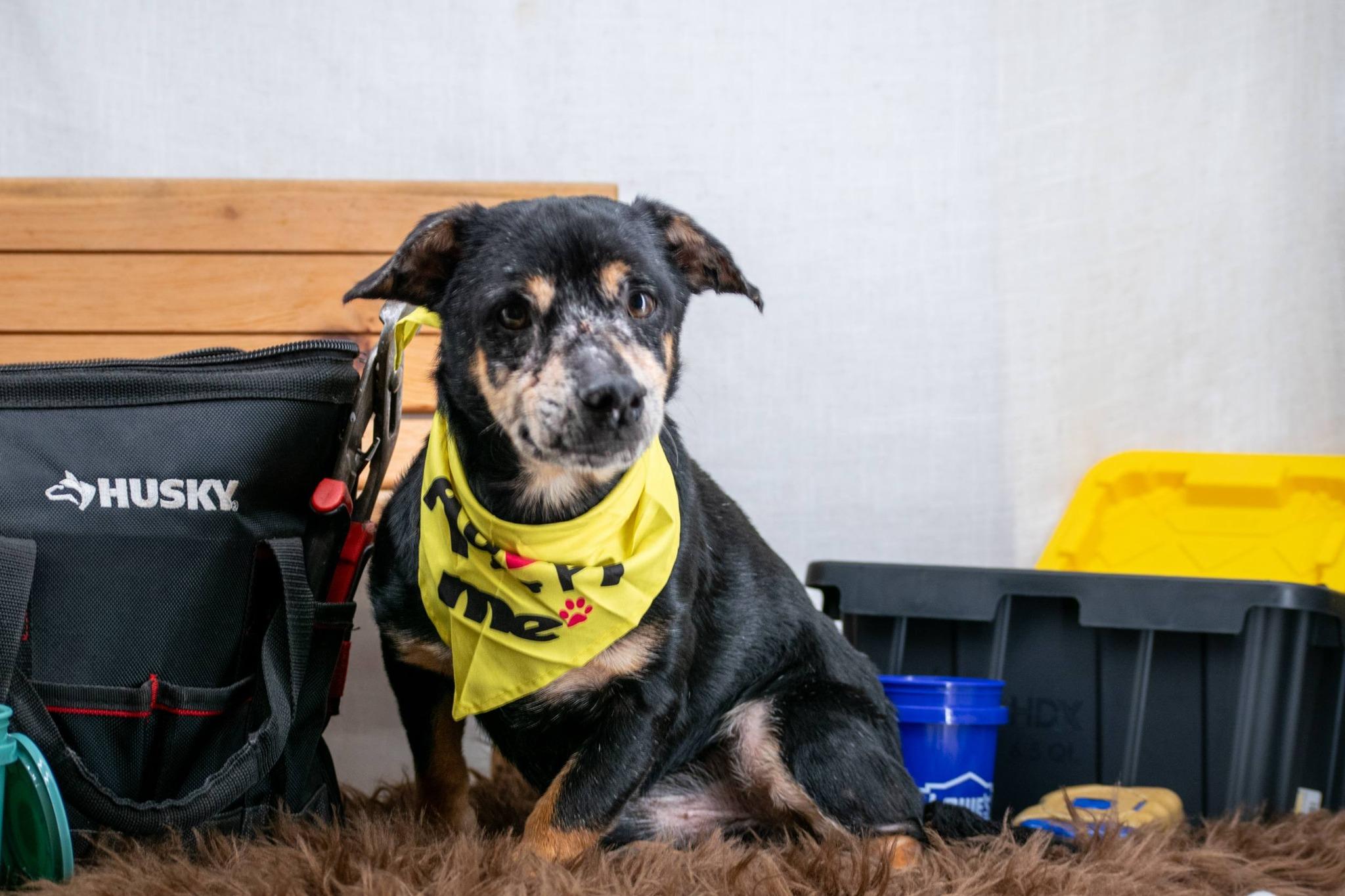Enlarge Drill Bit, a ADOPTABLE mixed breed in Sevierville, TN image 2/4