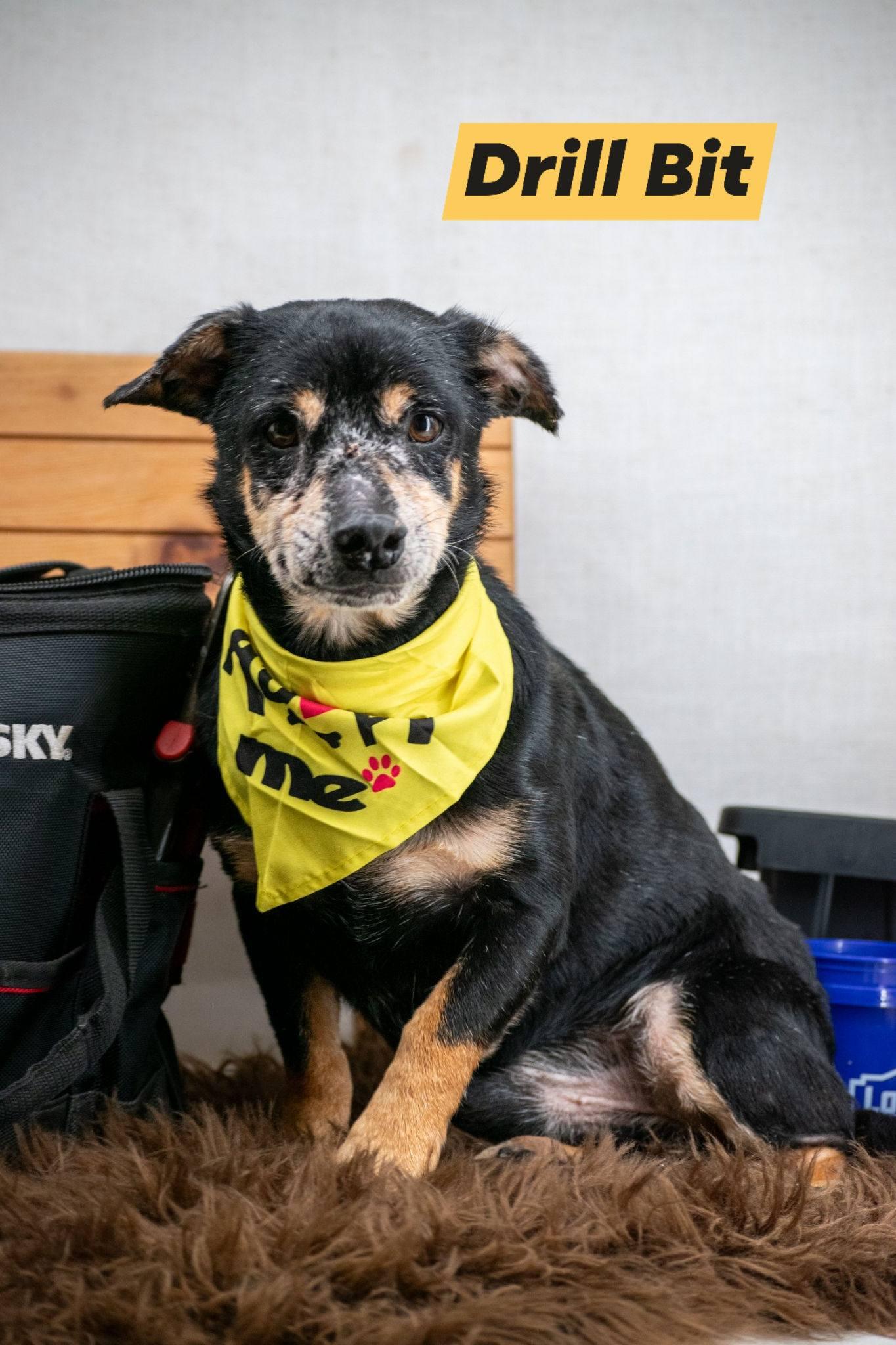 Drill Bit, ADOPTABLE, Adult Male Miniature Pinscher & Terrier.