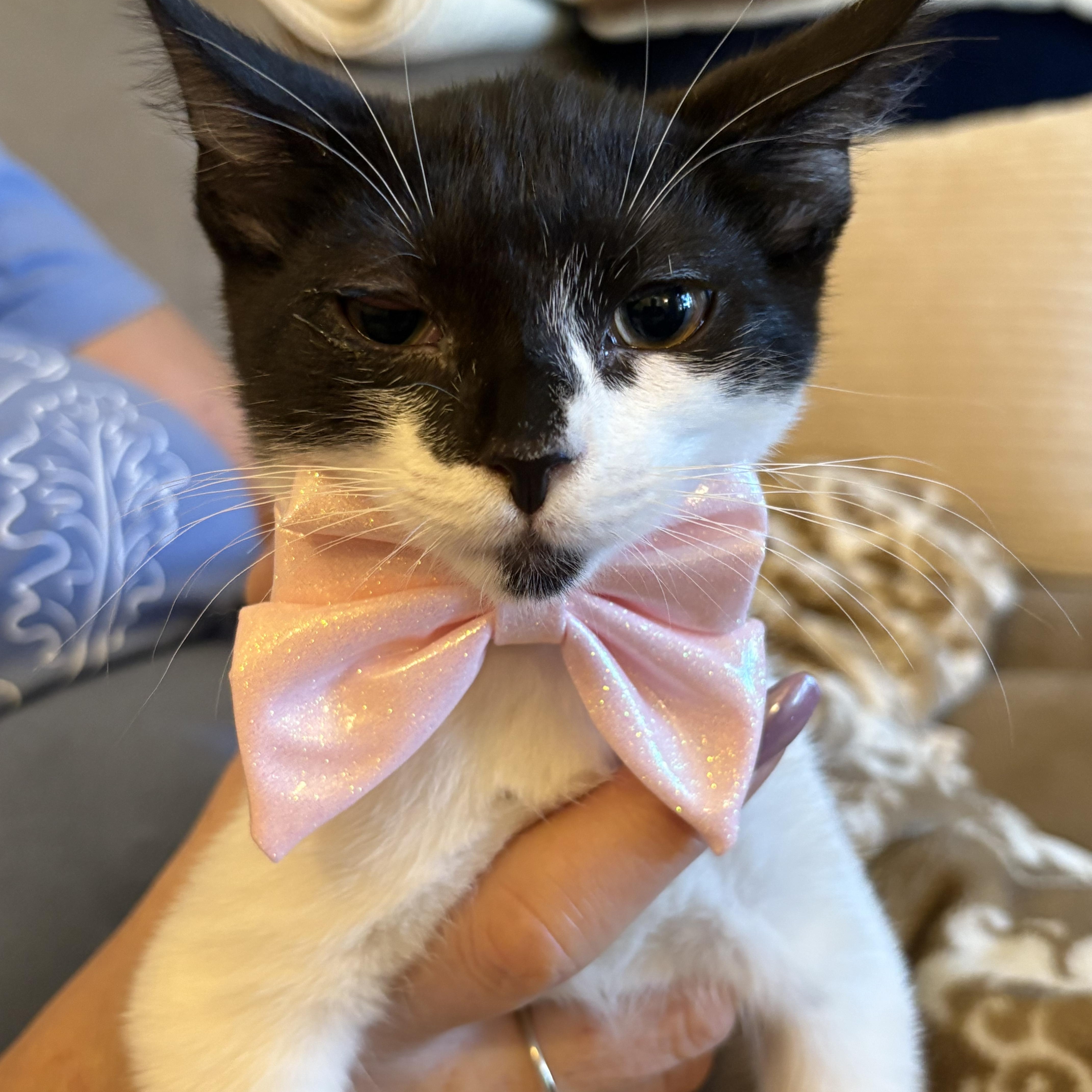 Shishito and Jalapeno, Adoptable, Kitten Male American Shorthair.