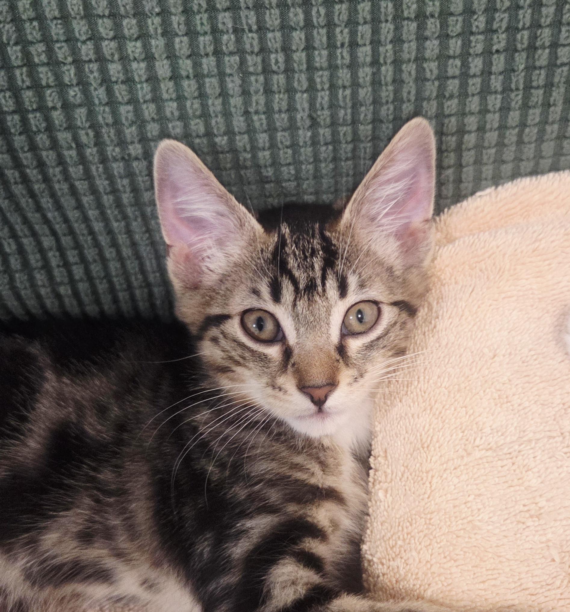 Enlarge Shishito and Jalapeno, a Adoptable American Shorthair in Niagara Falls, NY image 2/5