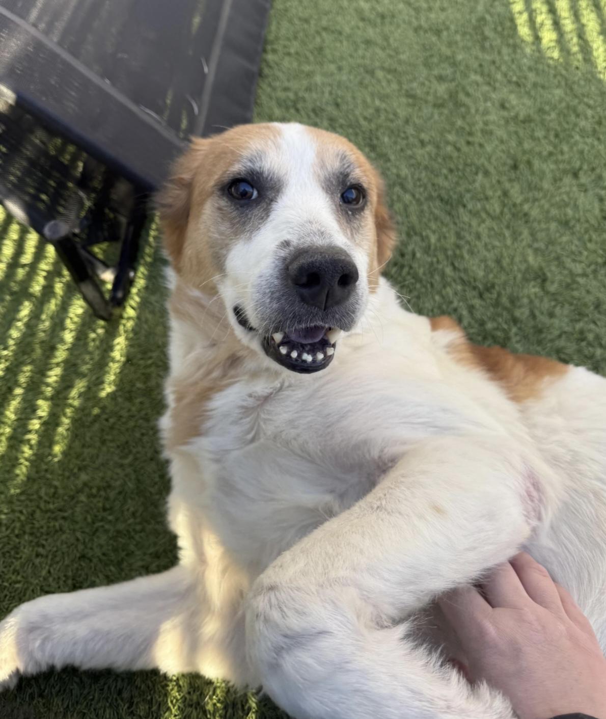 Kiki, ADOPTABLE, Adult Female Smooth Collie.