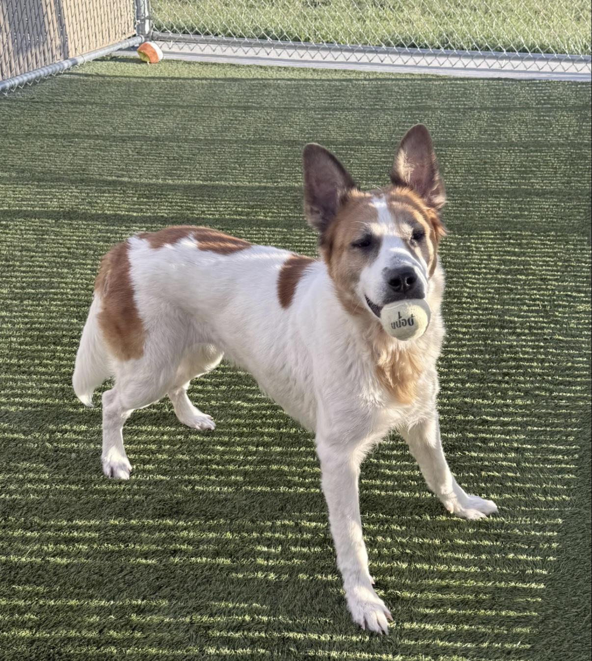 Kiki, a ADOPTABLE mixed breed in Liberty, MO image 2/6