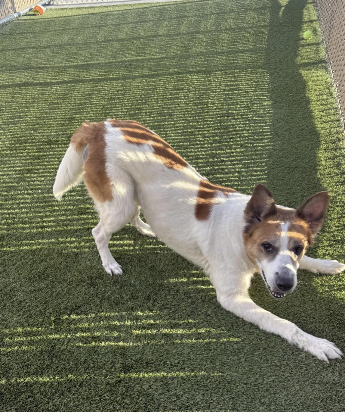 Kiki, a ADOPTABLE mixed breed in Liberty, MO image 3/6