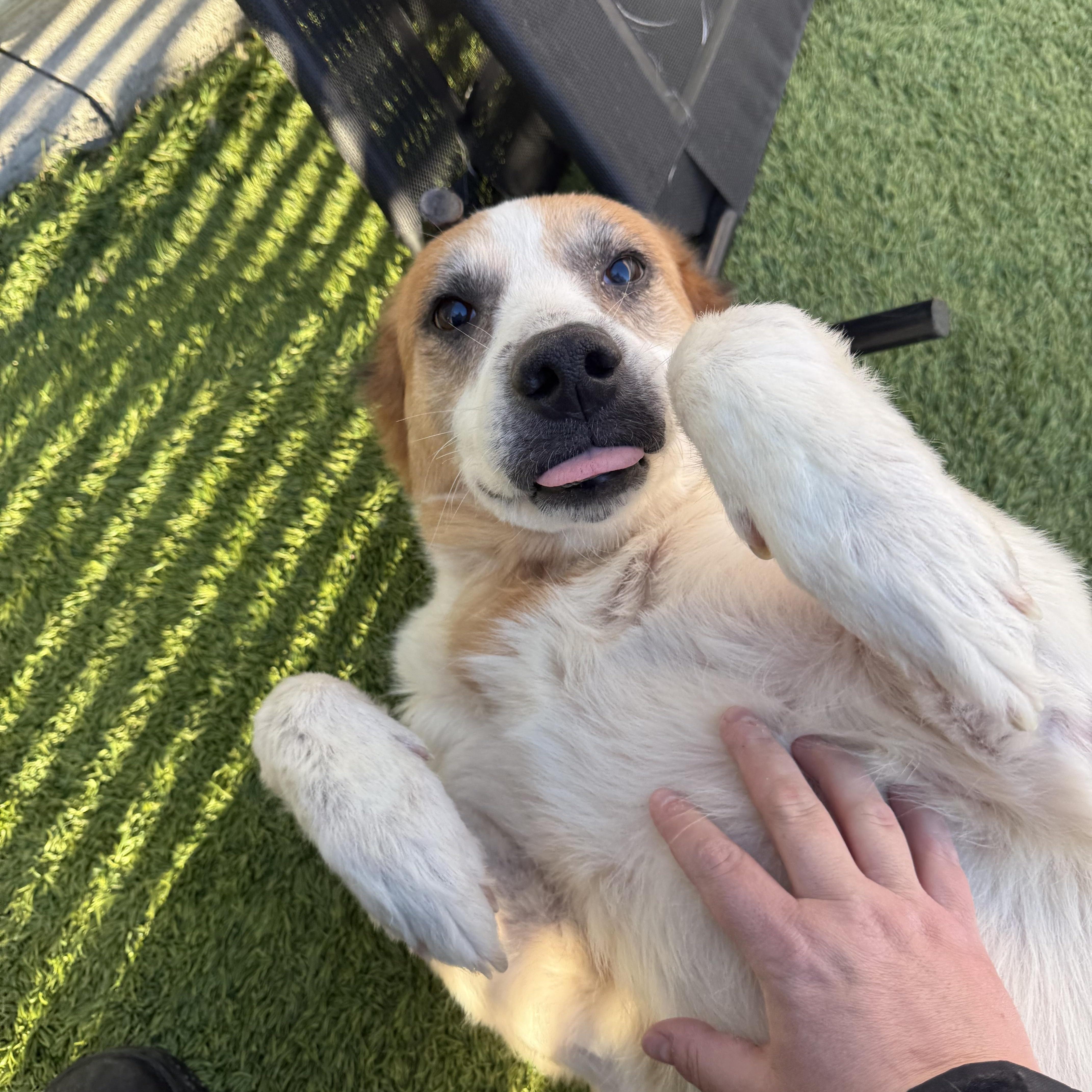 Kiki, a ADOPTABLE mixed breed in Liberty, MO image 4/6