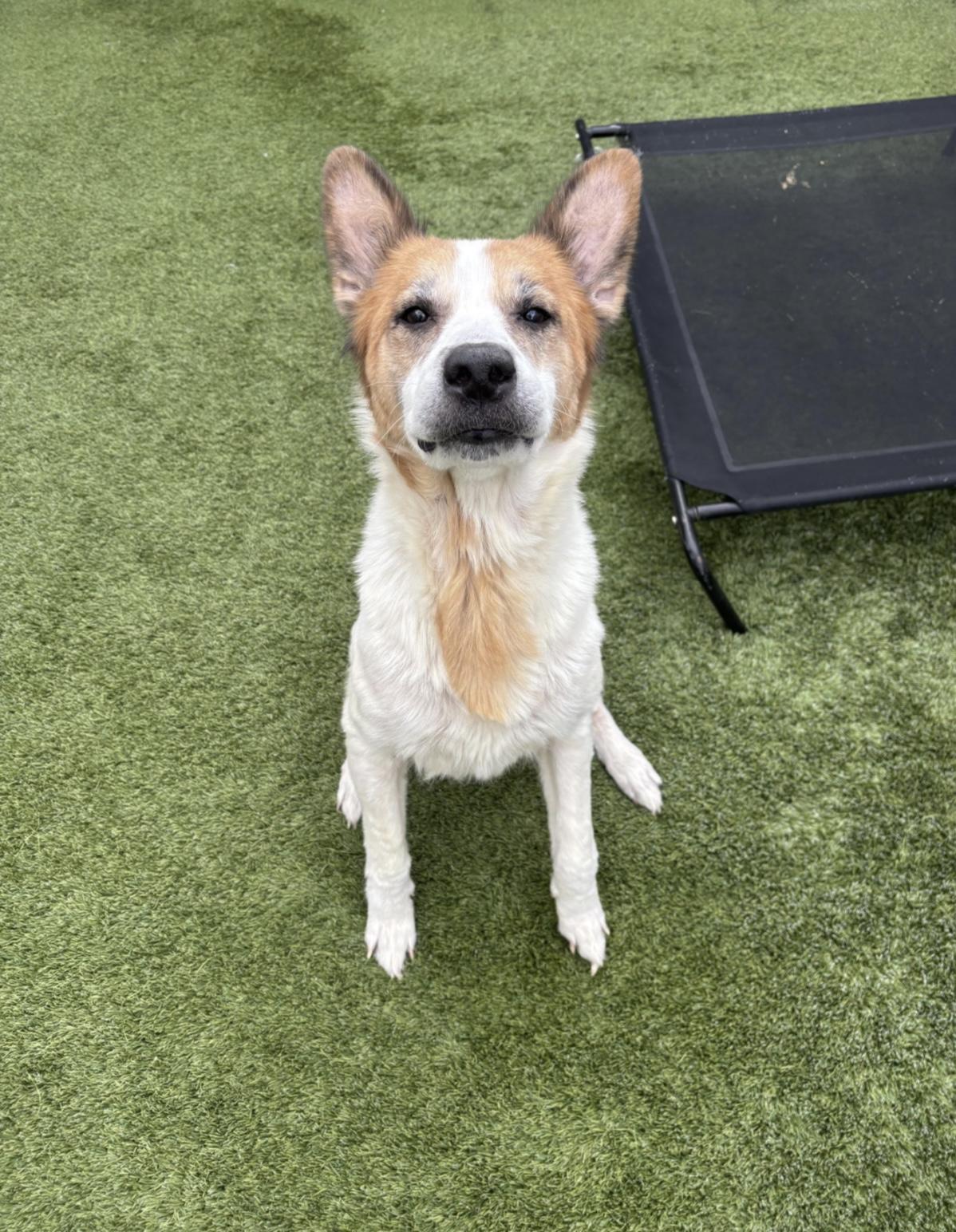 Kiki, a ADOPTABLE mixed breed in Liberty, MO image 5/6