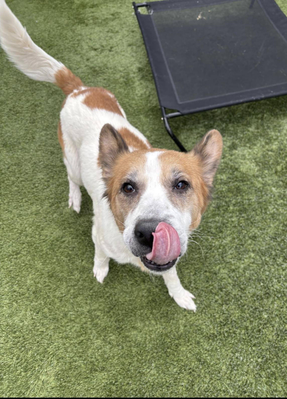 Kiki, a ADOPTABLE mixed breed in Liberty, MO image 6/6