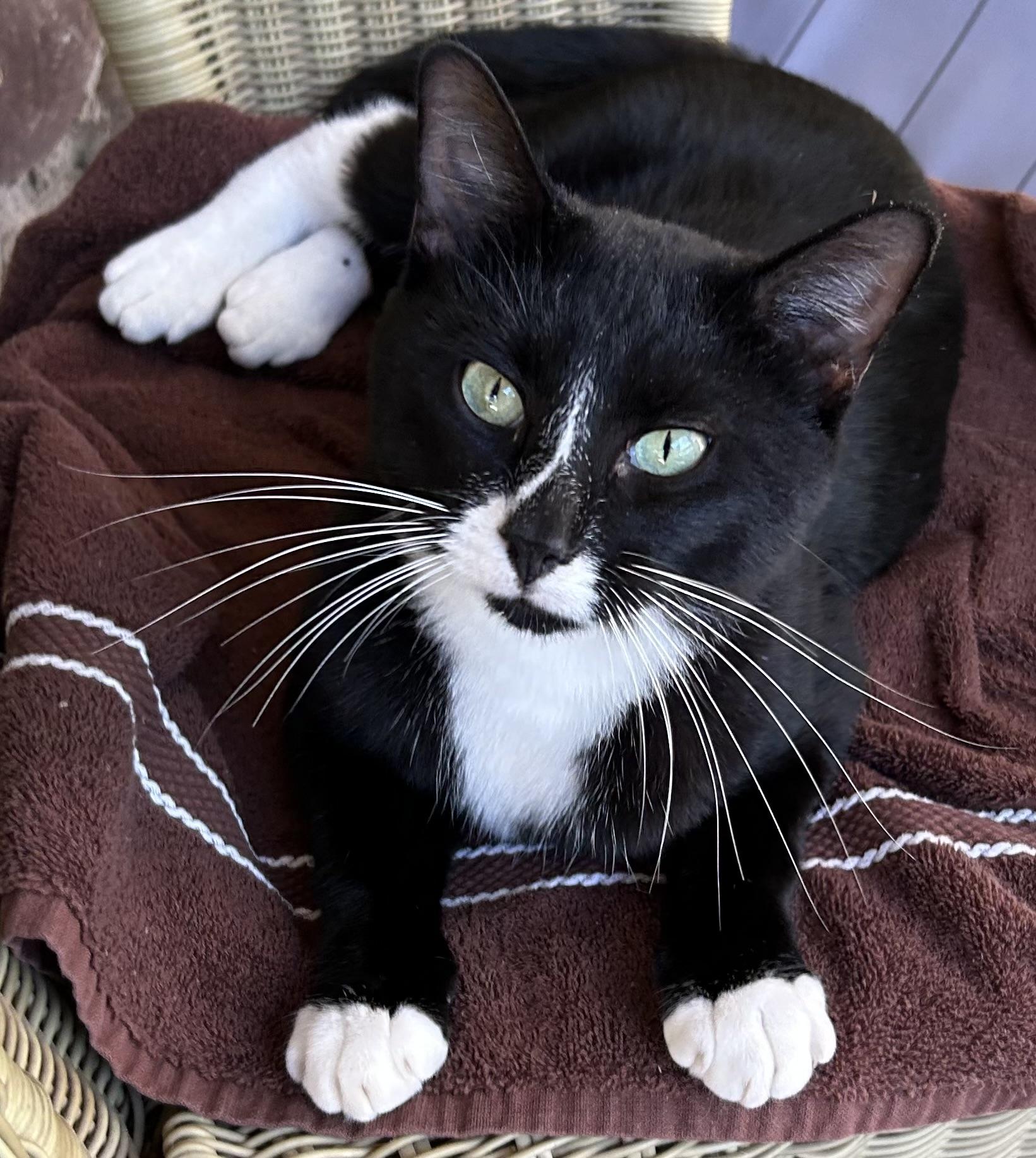 Beetle Juice “BJ”, a Adoptable Tuxedo in High Ridge, MO image 1/3