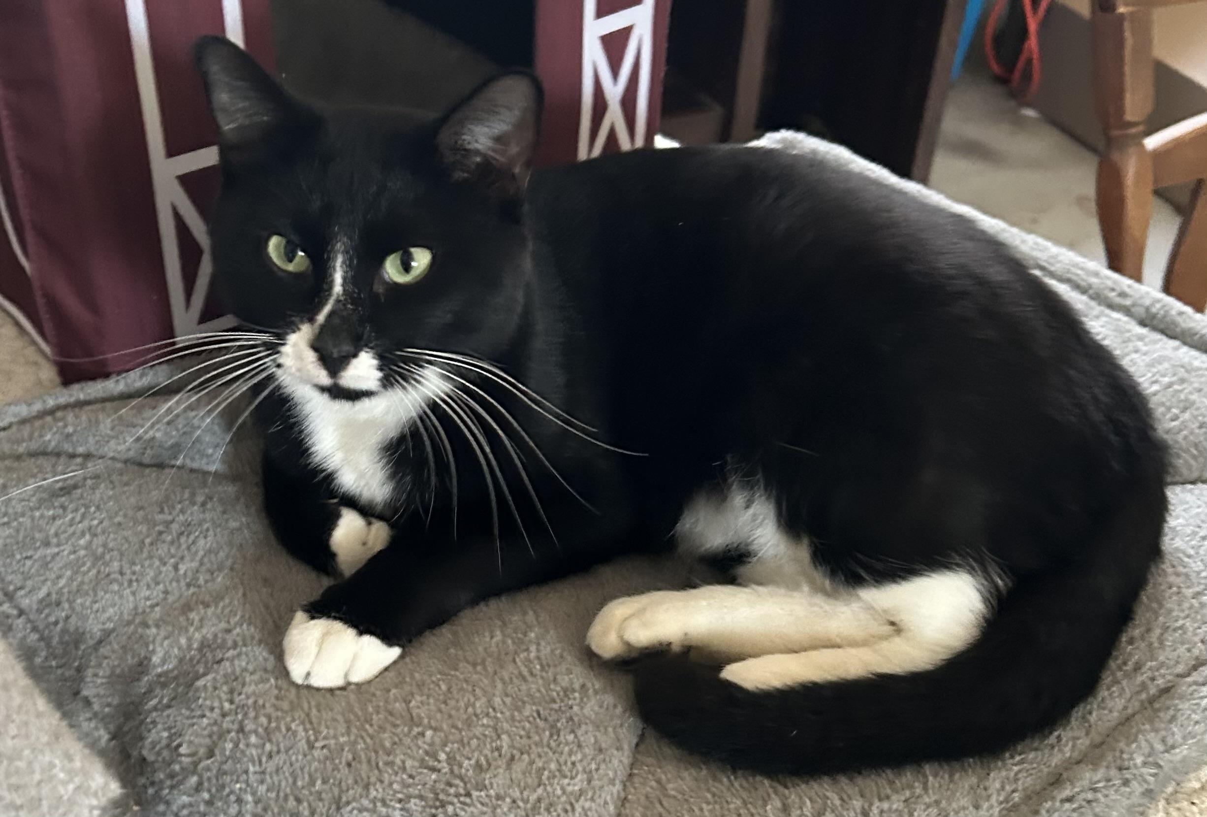 Beetle Juice “BJ”, a Adoptable Tuxedo in High Ridge, MO image 2/3