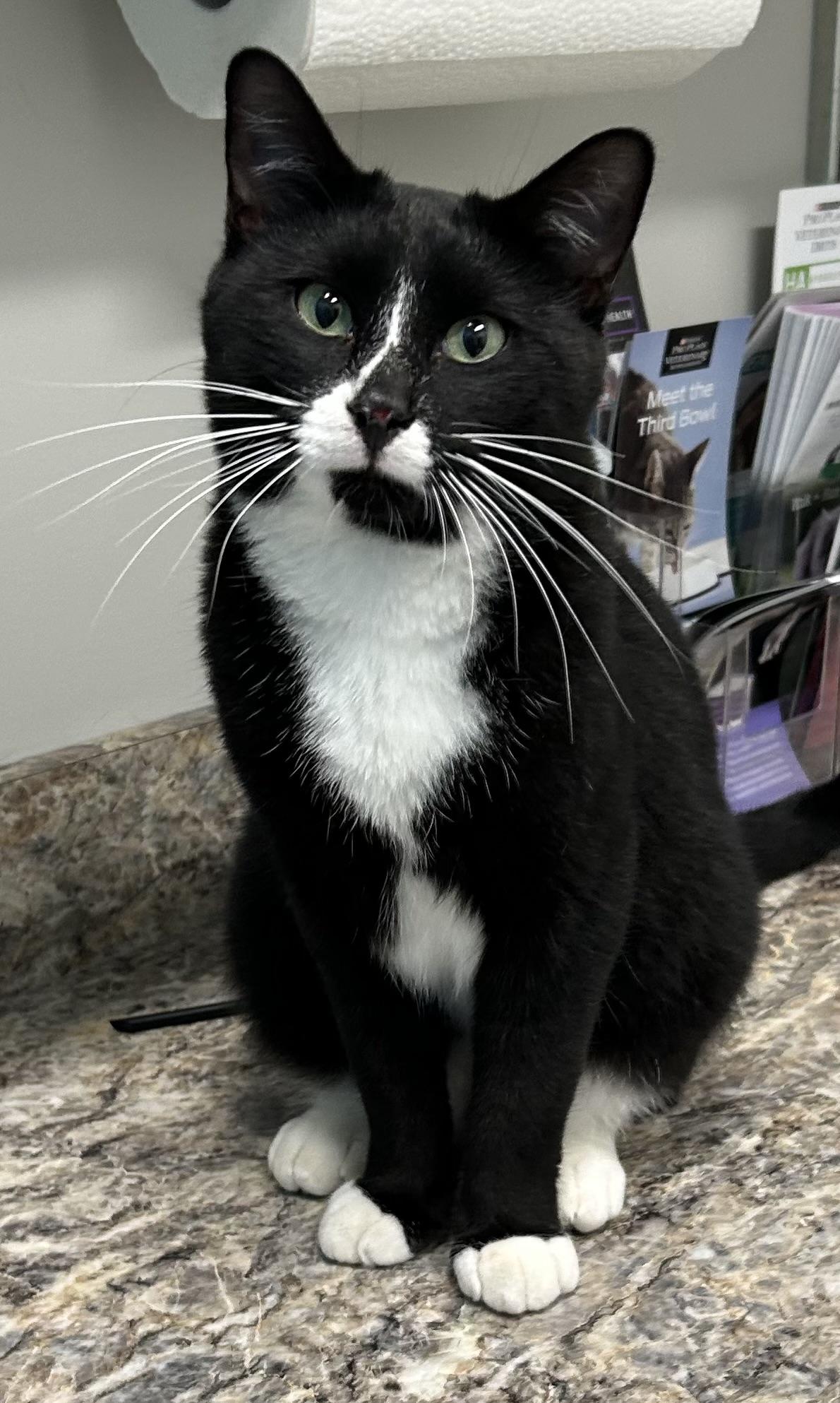 Beetle Juice “BJ”, a Adoptable Tuxedo in High Ridge, MO image 3/3