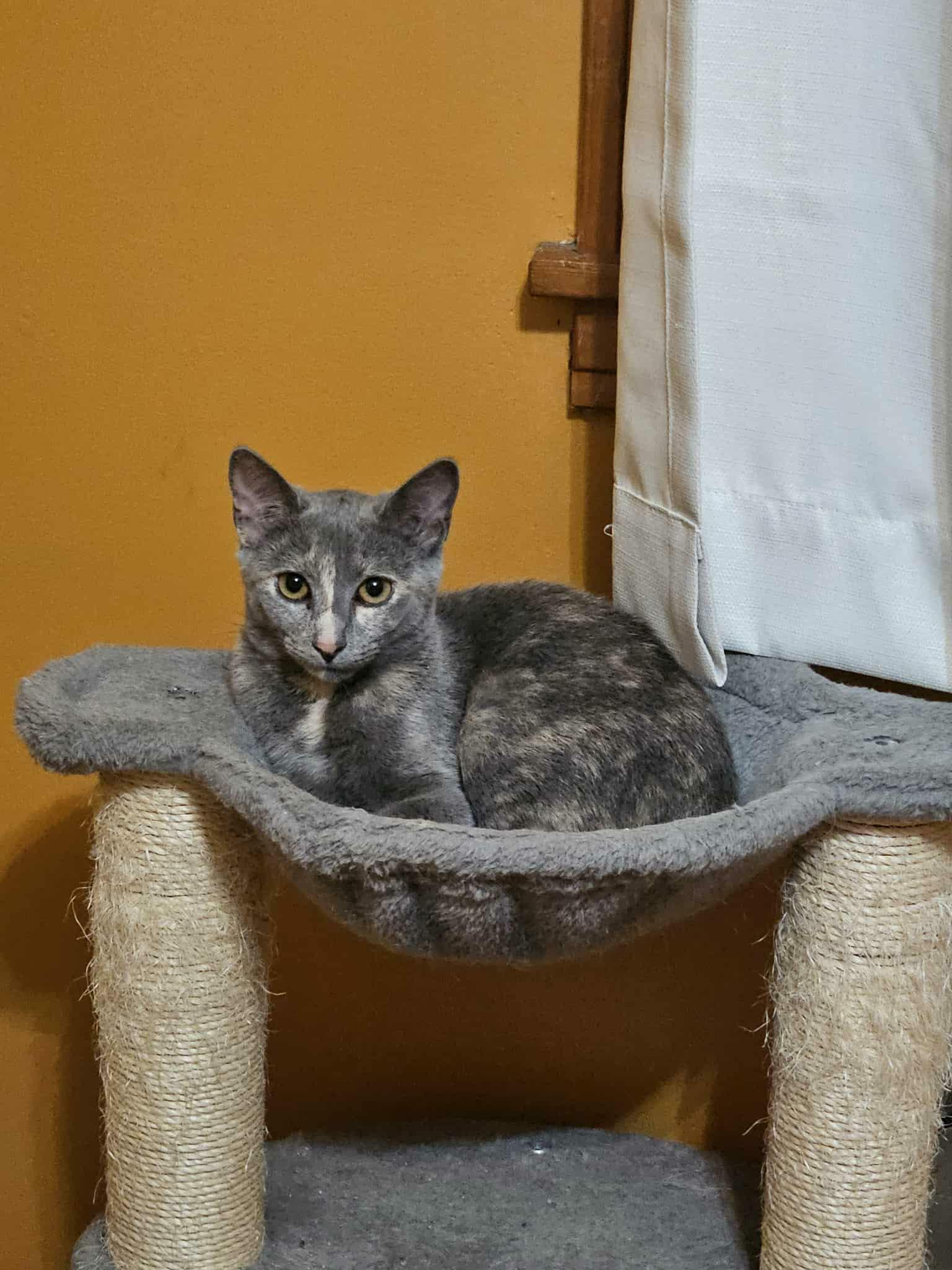 Enlarge Cat Woman & Poison Ivy, a ADOPTABLE Domestic Short Hair in Overland Park, KS image 5/5