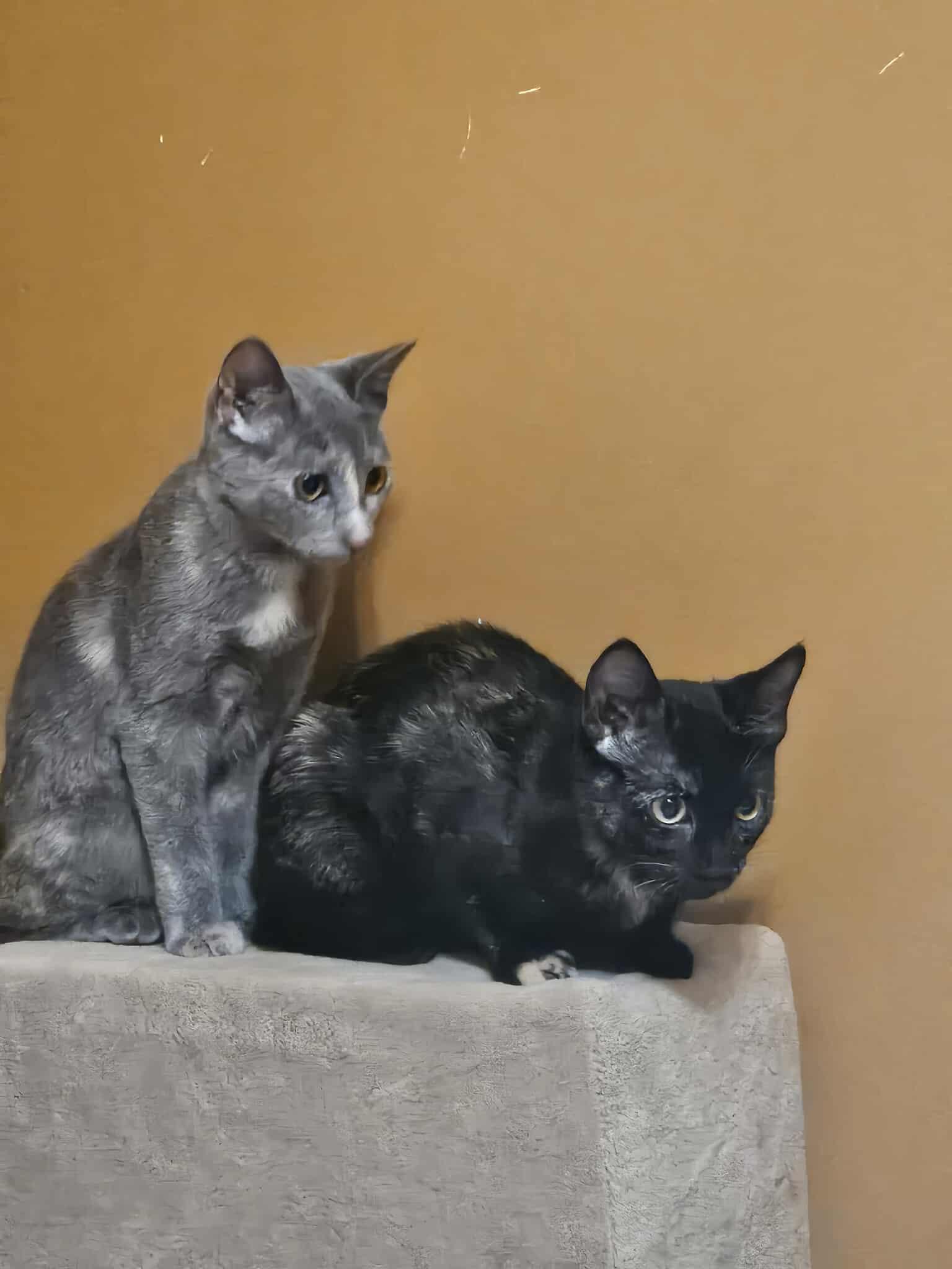 Enlarge Cat Woman & Poison Ivy, a ADOPTABLE Domestic Short Hair in Overland Park, KS image 3/5
