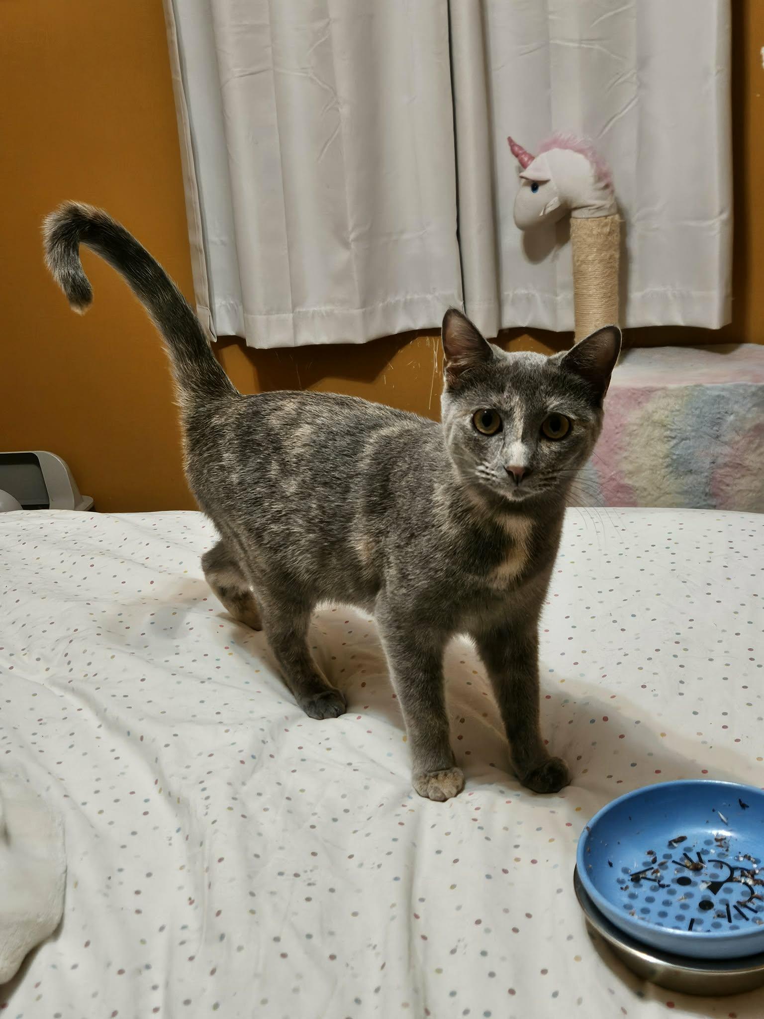 Enlarge Cat Woman & Poison Ivy, a ADOPTABLE Domestic Short Hair in Overland Park, KS image 4/5
