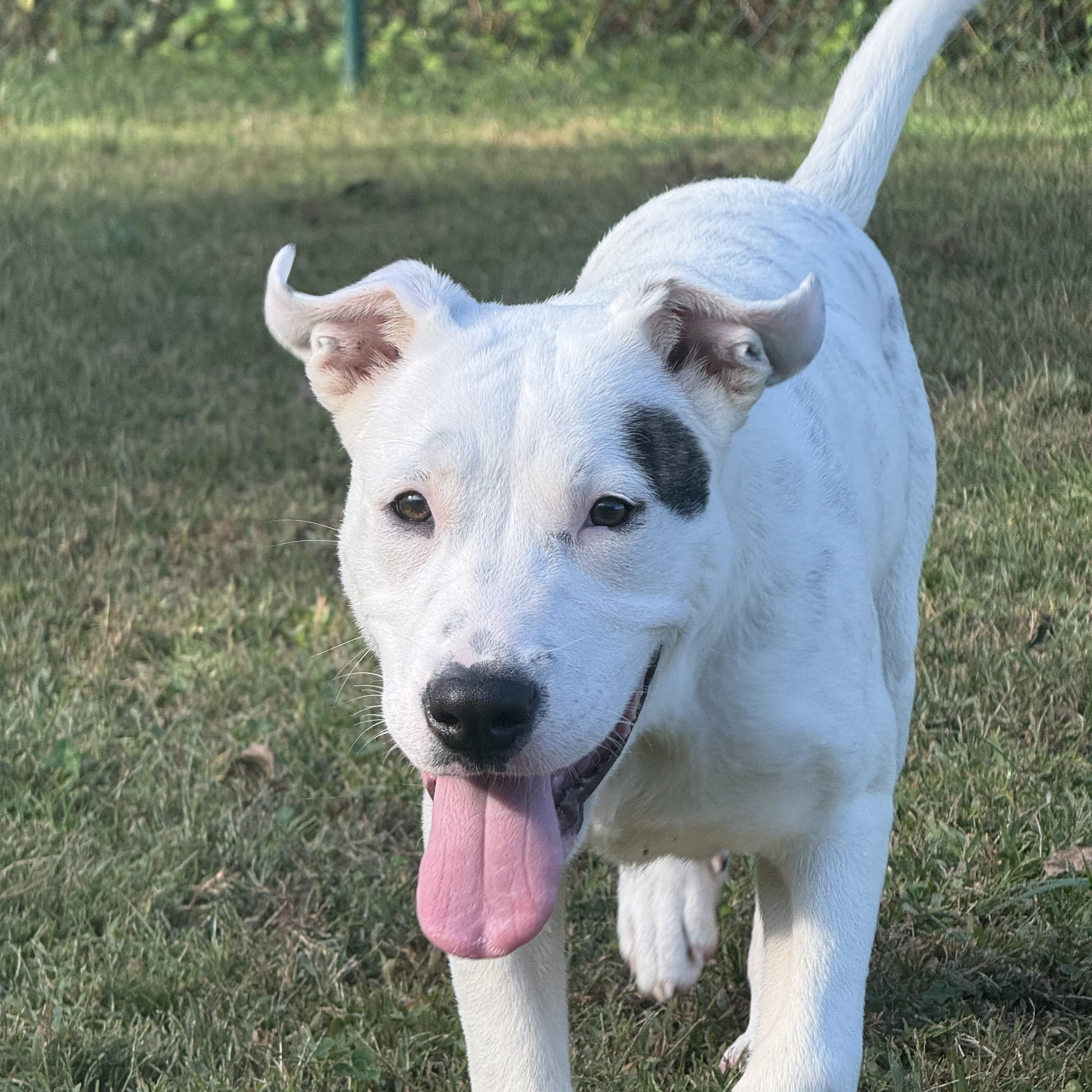 Mary, Adoptable, Young Female Great Pyrenees & Pit Bull Terrier.